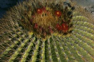 Barrel Cactus Bloom