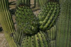 Cardon Cactus