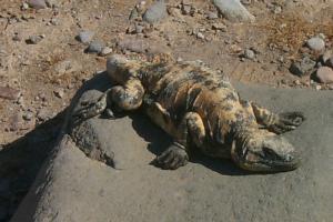 Chuckwalla