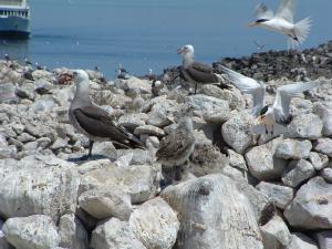 Terns and Gulls Conflict