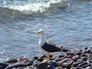 Yellow-legged Gull