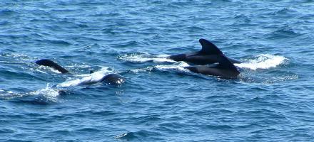 Pilot Whales