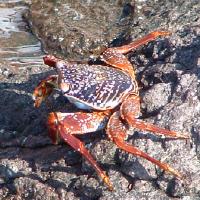 Sally Lightfoot Crab