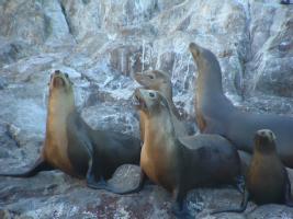 Sea Lions