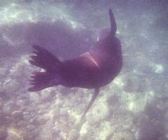 Flying Sea Lion