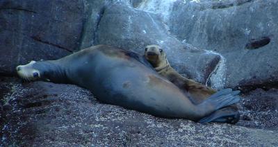 Sea Lion with Pup