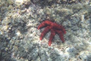 Red Starfish