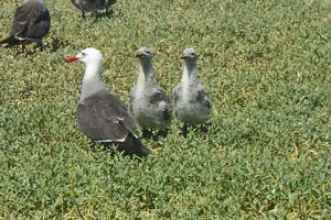 Gull With Twins